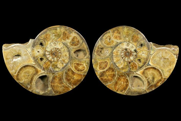 Honey-Orange Ammonite (Argonauticeras) - Befandriana, Madagascar #168517